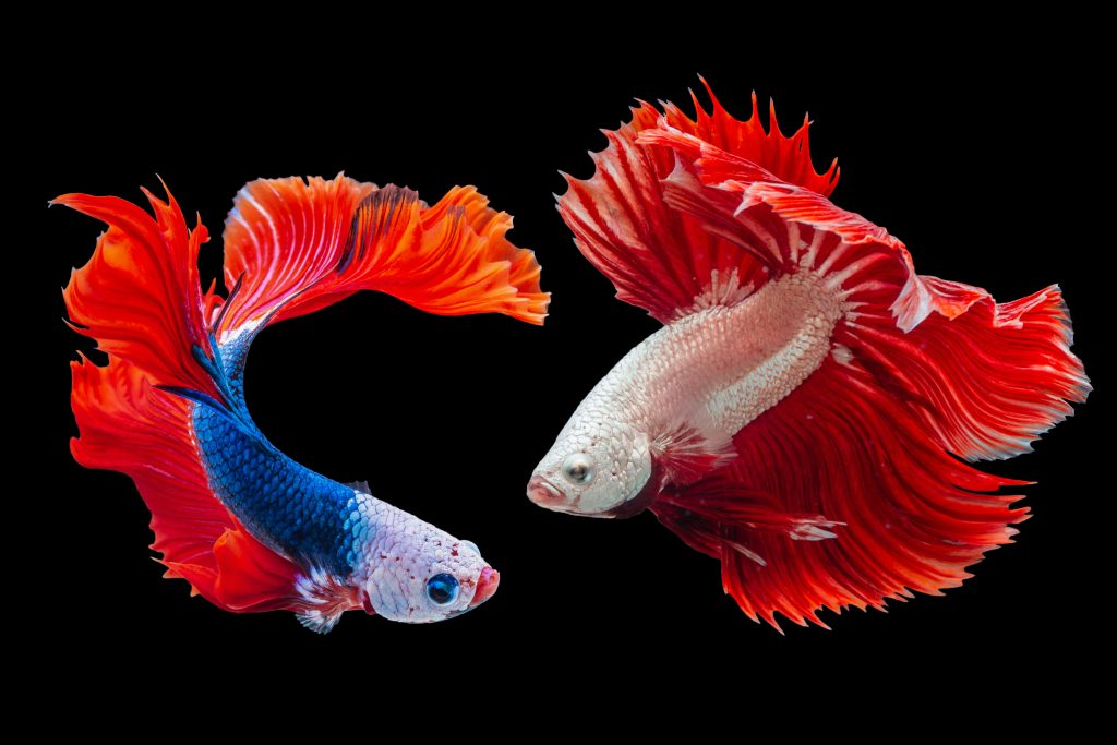 How Long Do Betta Fish Live - Betta Fish Longevity